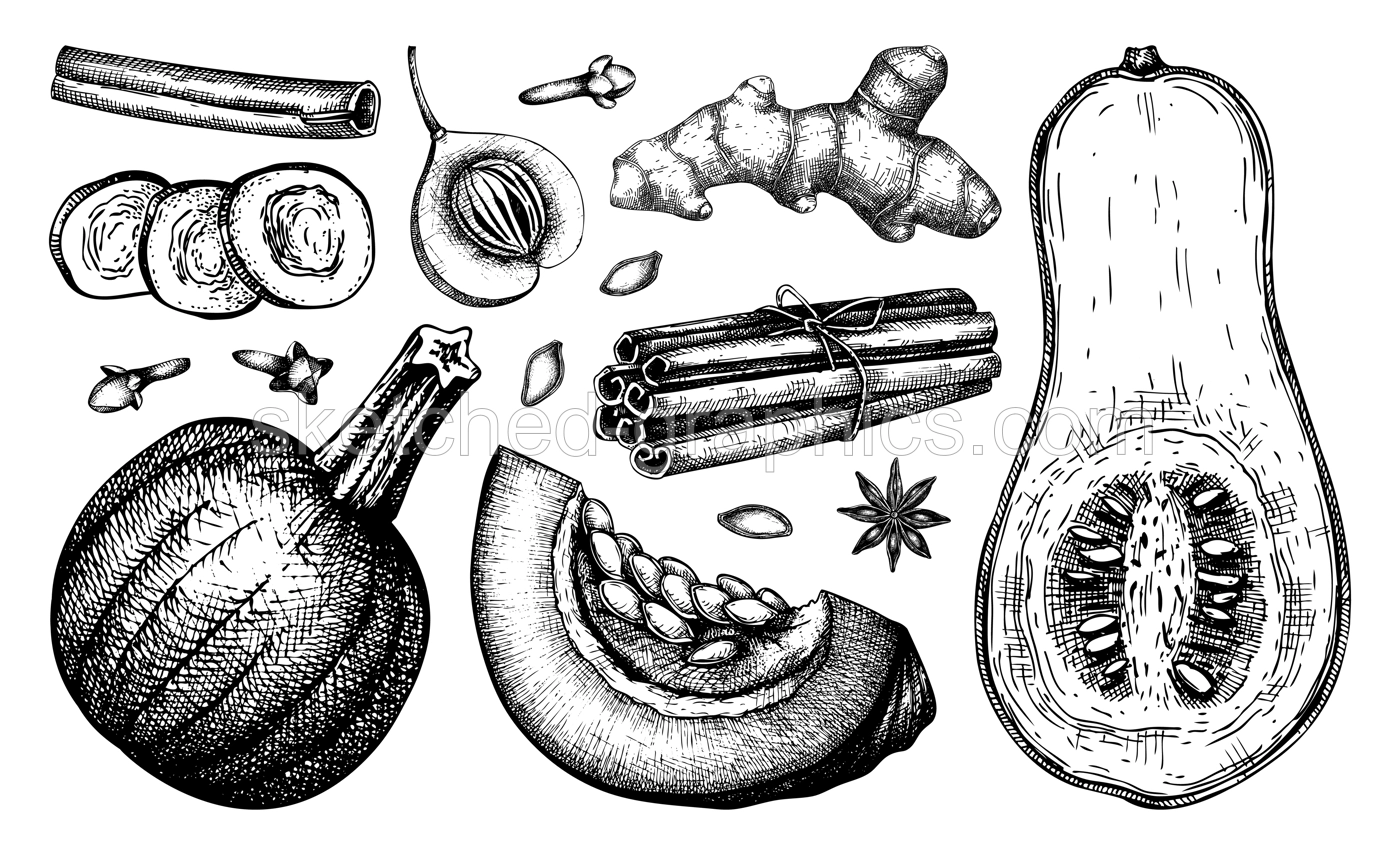 Autumn food collection. Pumpkin spices sketches. Pumpkin cake ingredients set. Anise star, ginger, cinnamon, nutmeg, cloves drawings black and white. Traditional fall food illustration Illustration